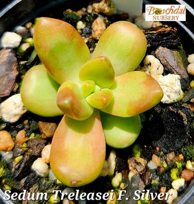 Sedum Treleasei f. Silver