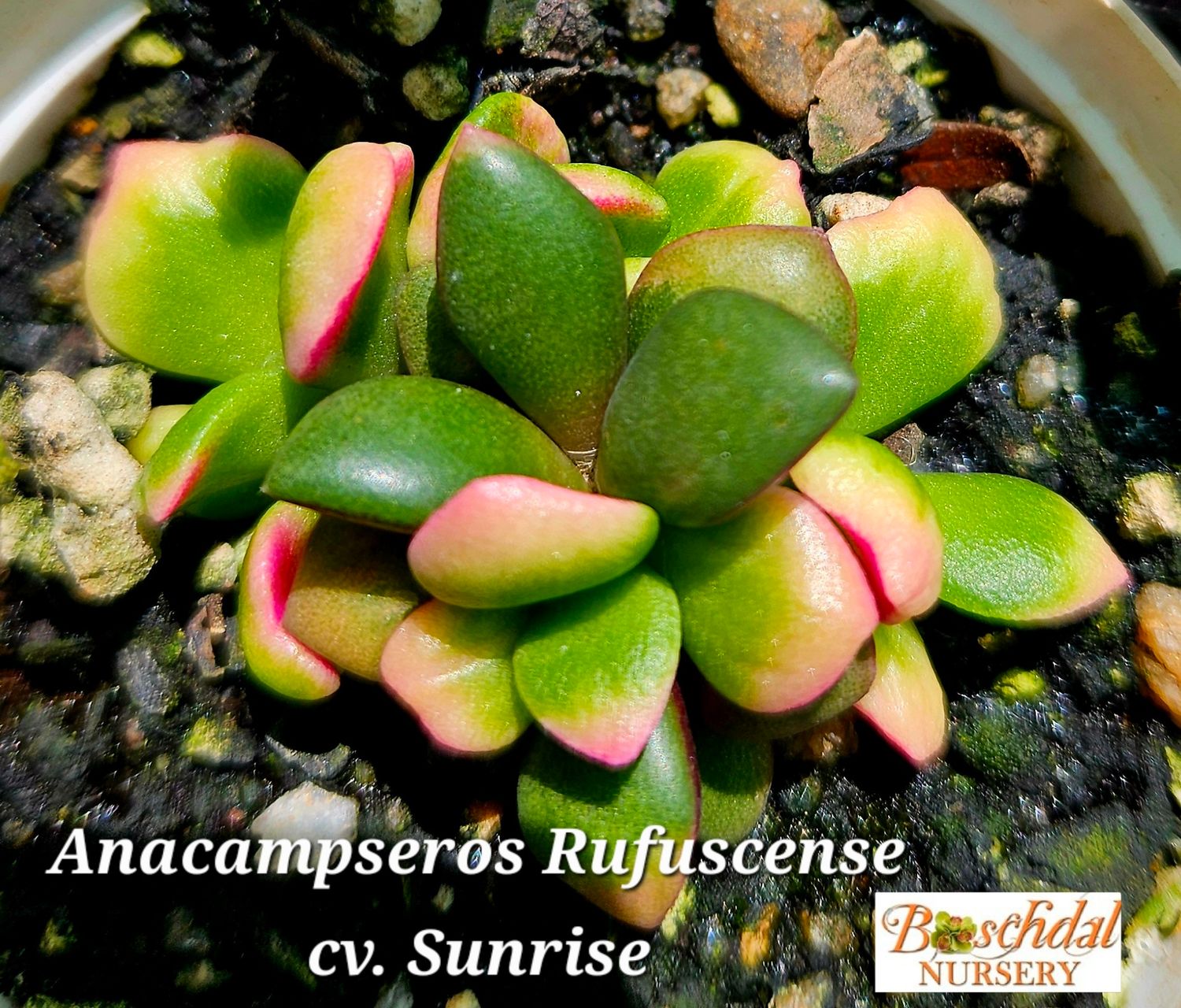 Anacampceros Sunrise Anacampceros Sunrise