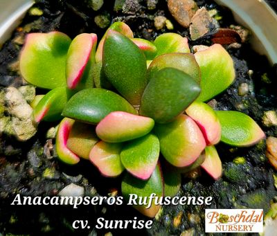 Anacampceros Sunrise Anacampceros Sunrise