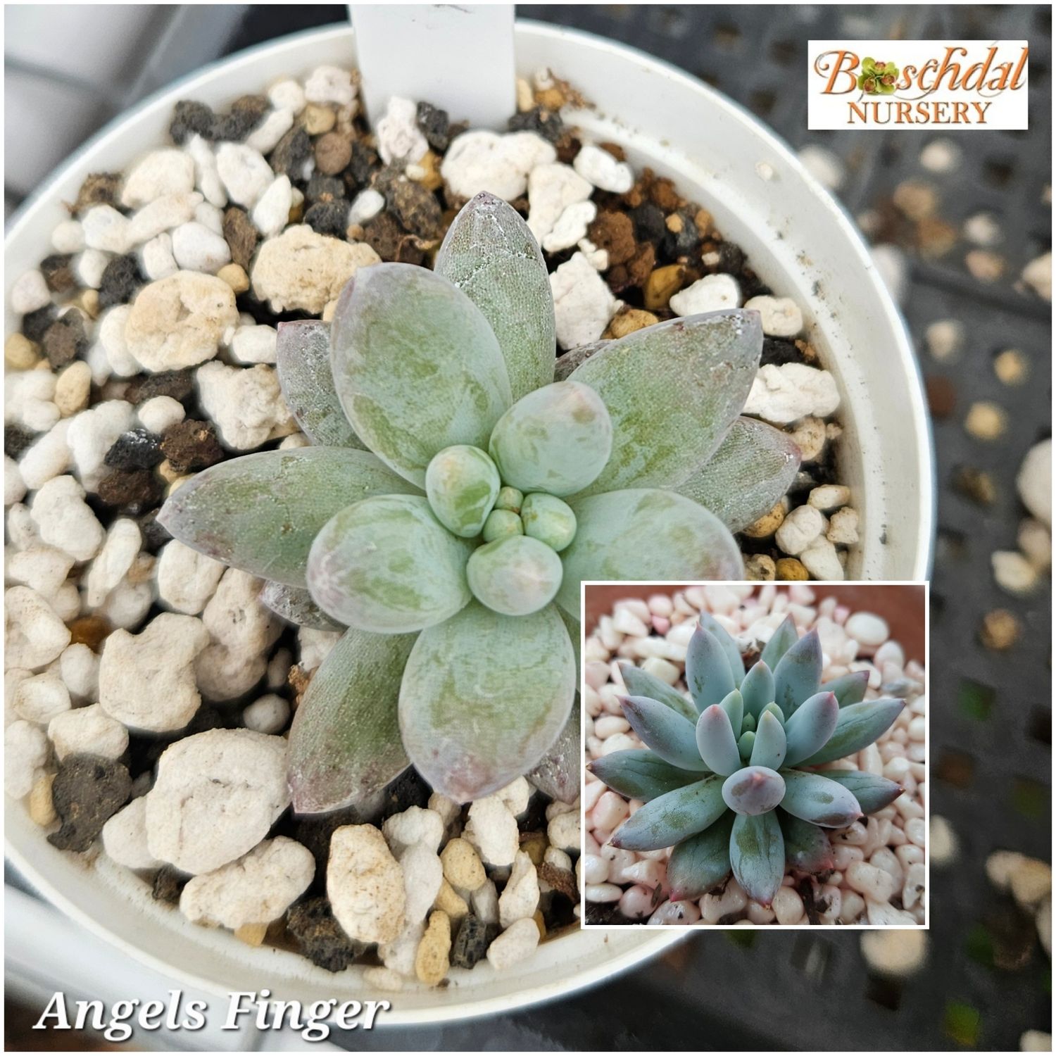 Angel Finger Angel Finger