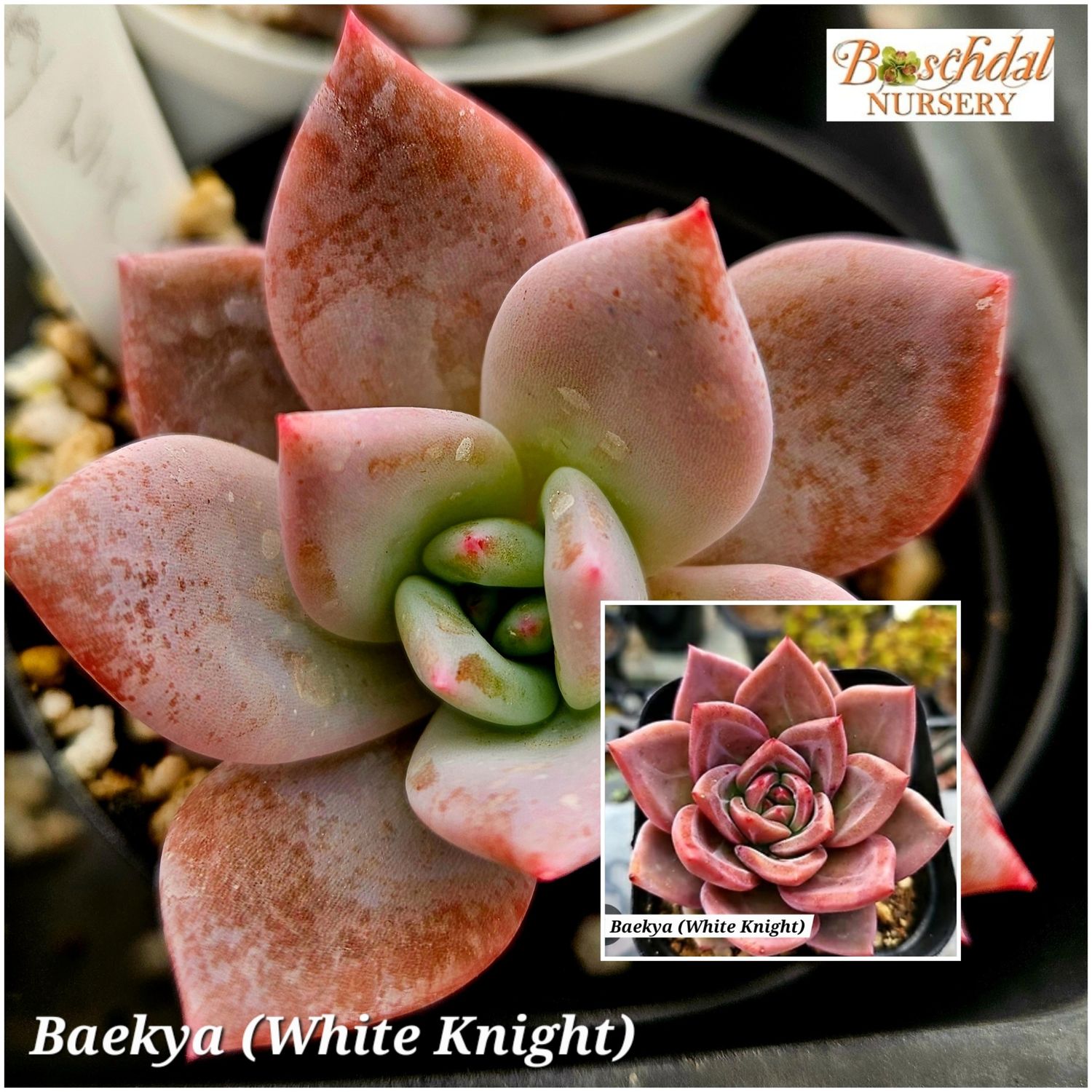 Echeveria Baekya White Knight Echeveria Baekya White Knight