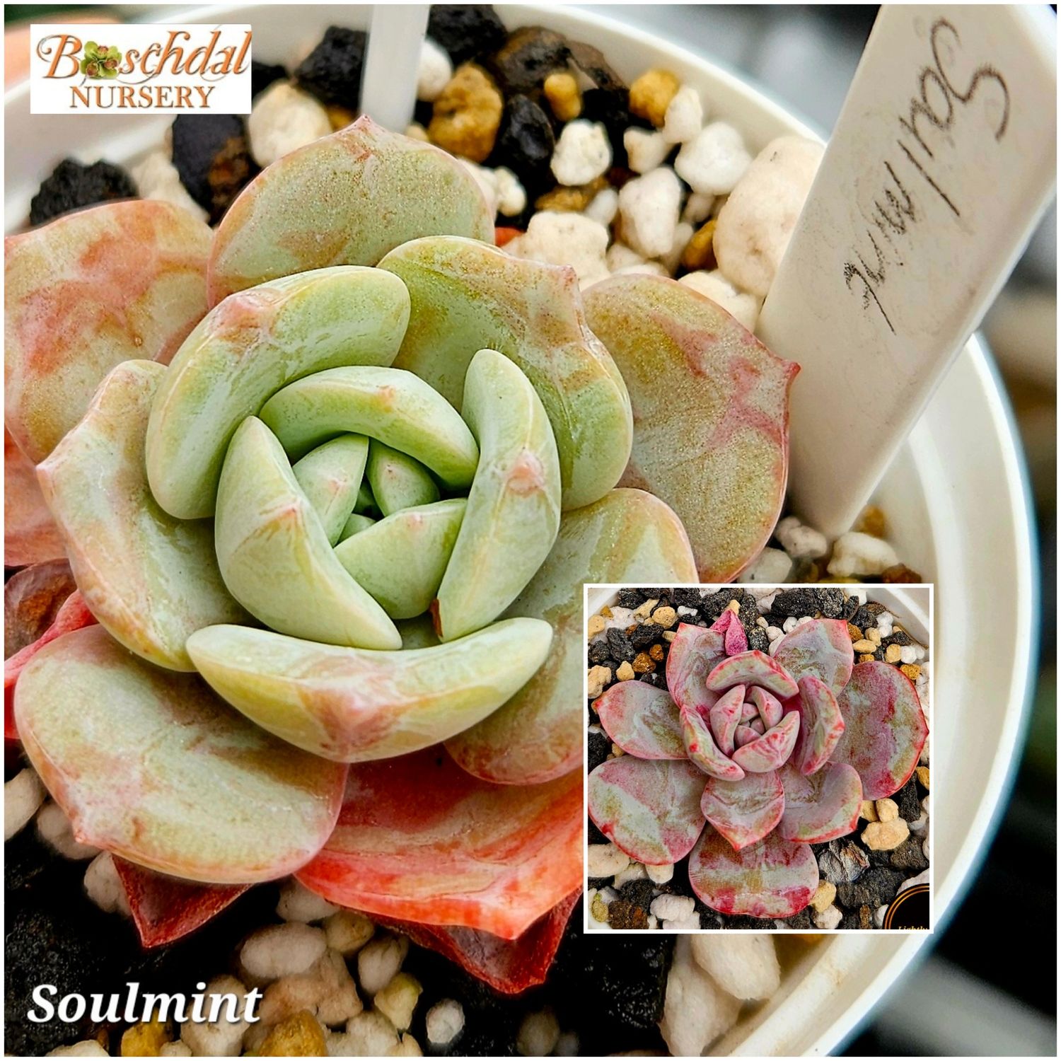 Echeveria Soulmint Echeveria Soulmint