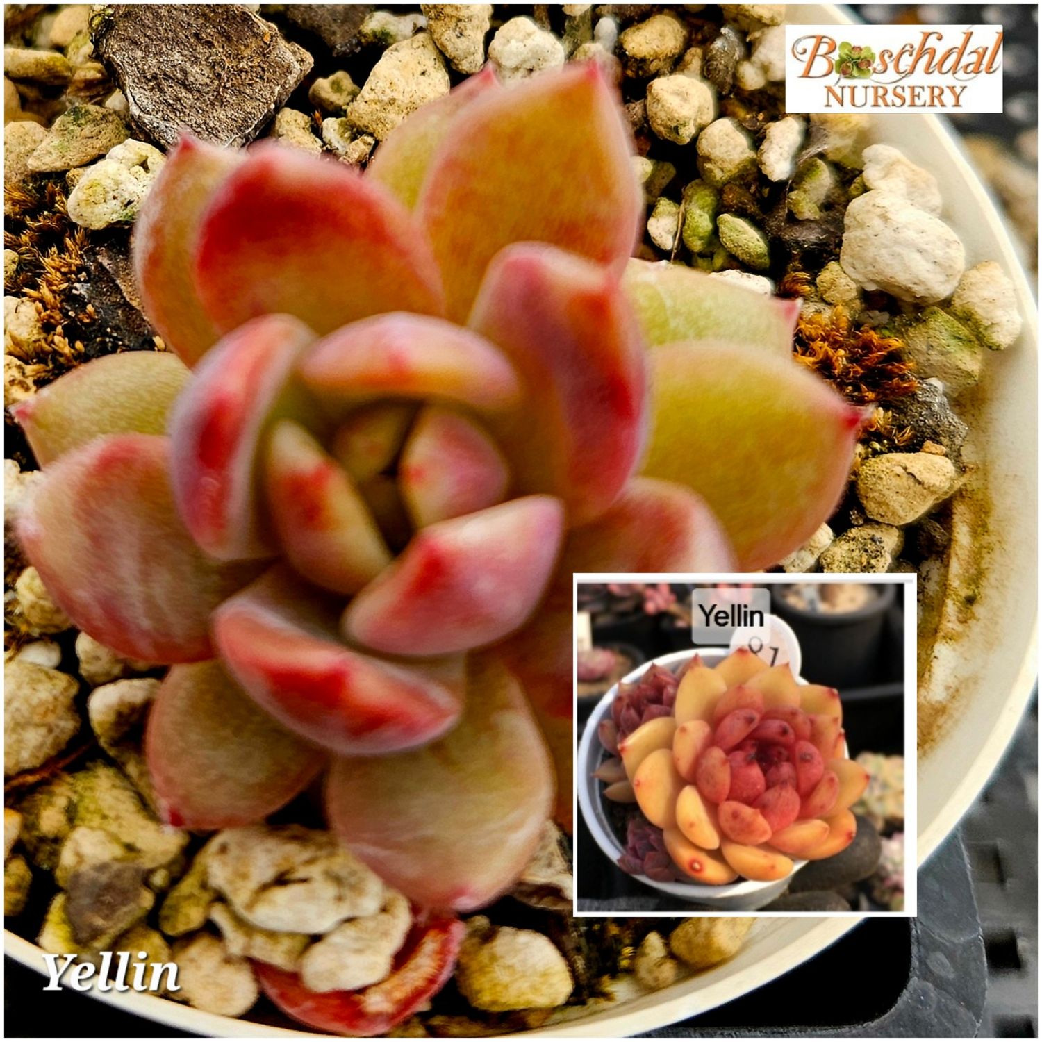 Echeveria Yellin Echeveria Yellin