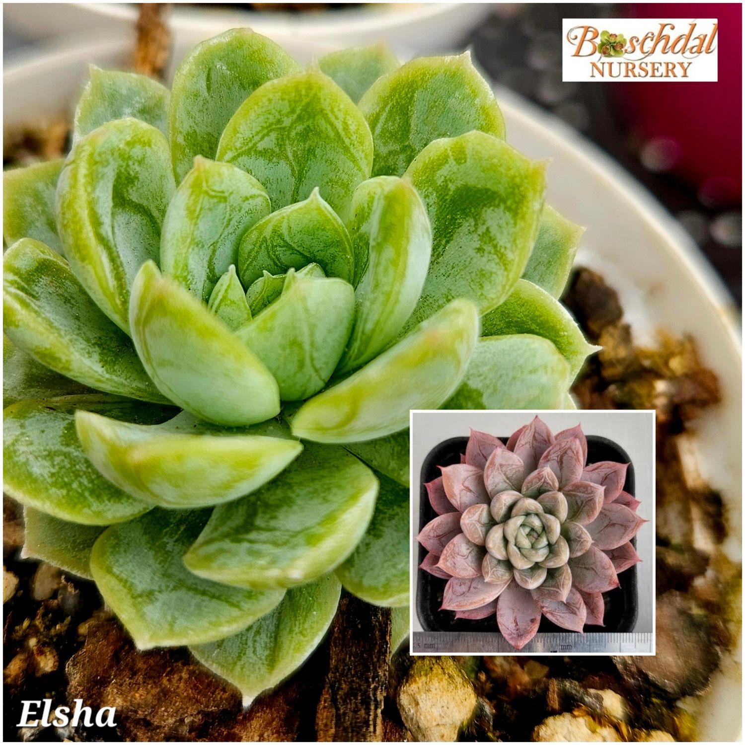 Echeveria Elsha Echeveria Elsha