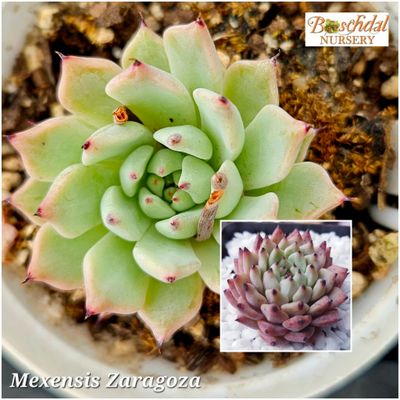 Echeveria Mexensis Zaragoza Echeveria Mexensis Zaragoza