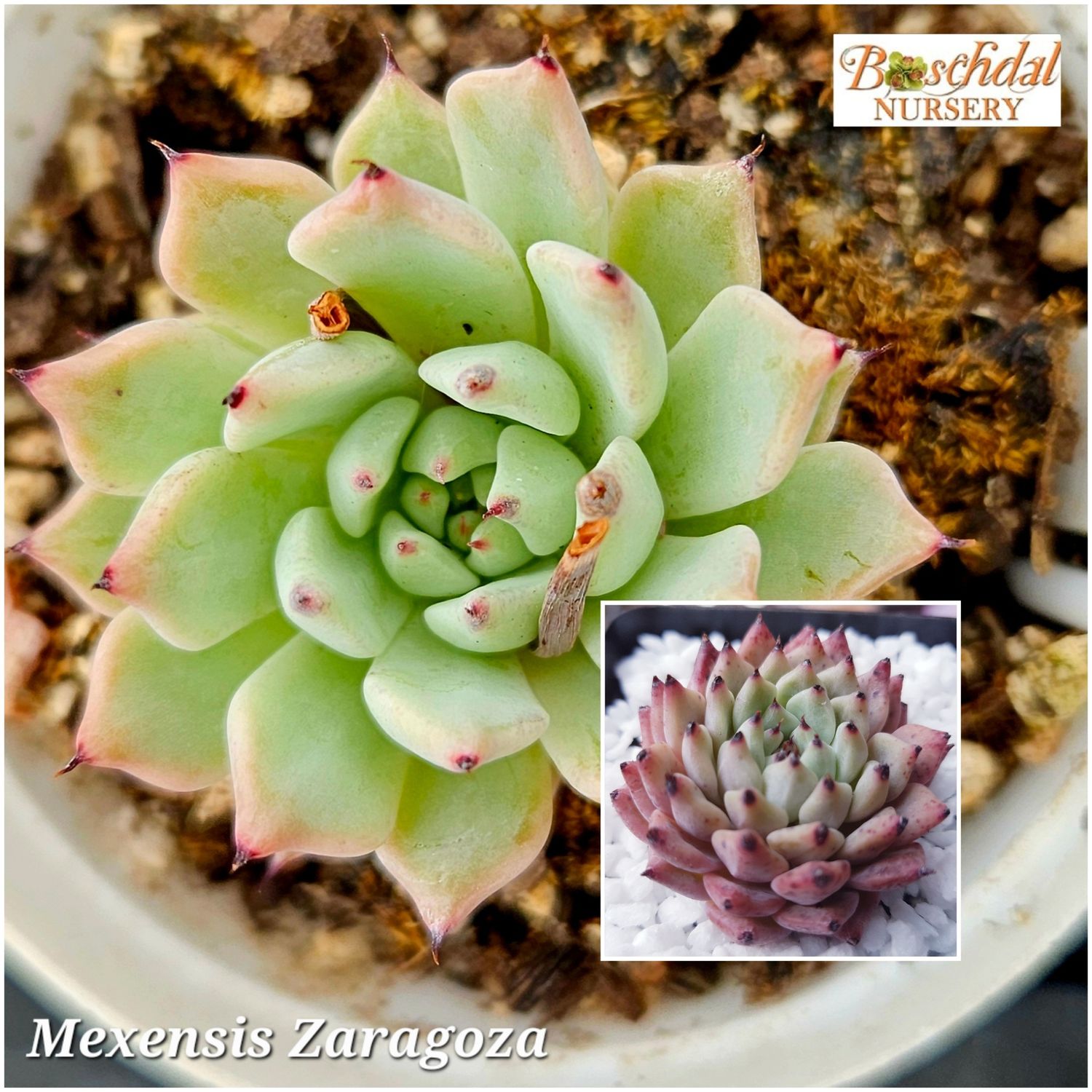 Echeveria Mexensis Zaragoza Echeveria Mexensis Zaragoza