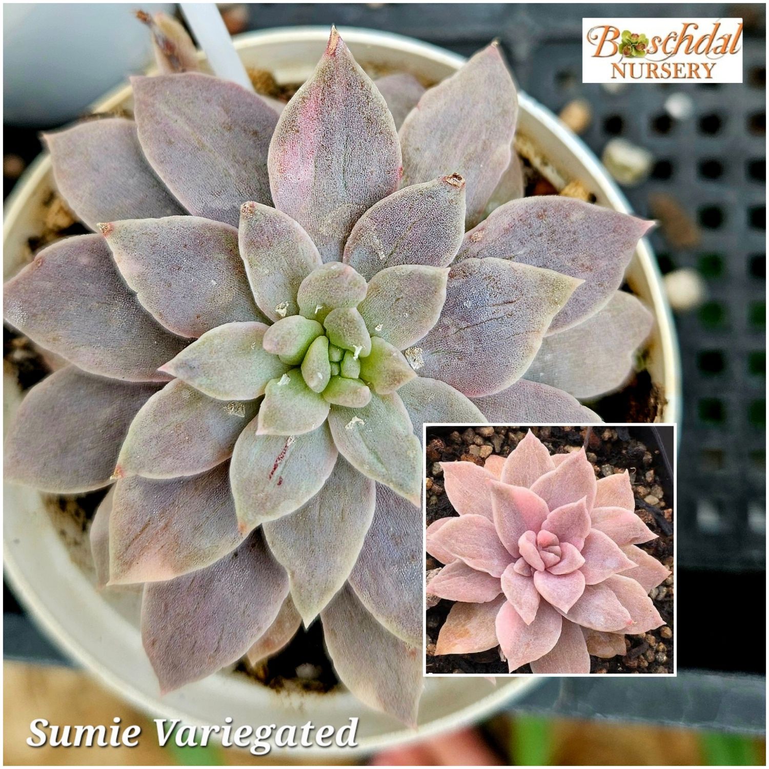 Echeveria Sumie Variegated