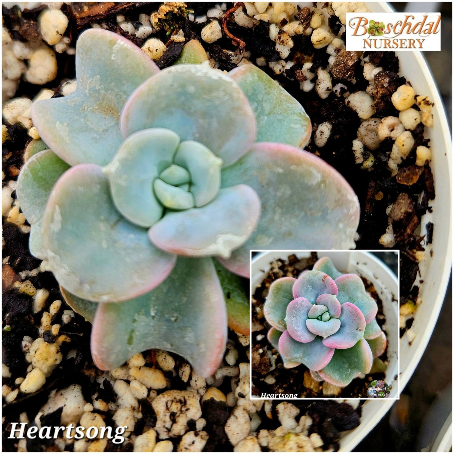 Echeveria Heart Song Echeveria Heart Song
