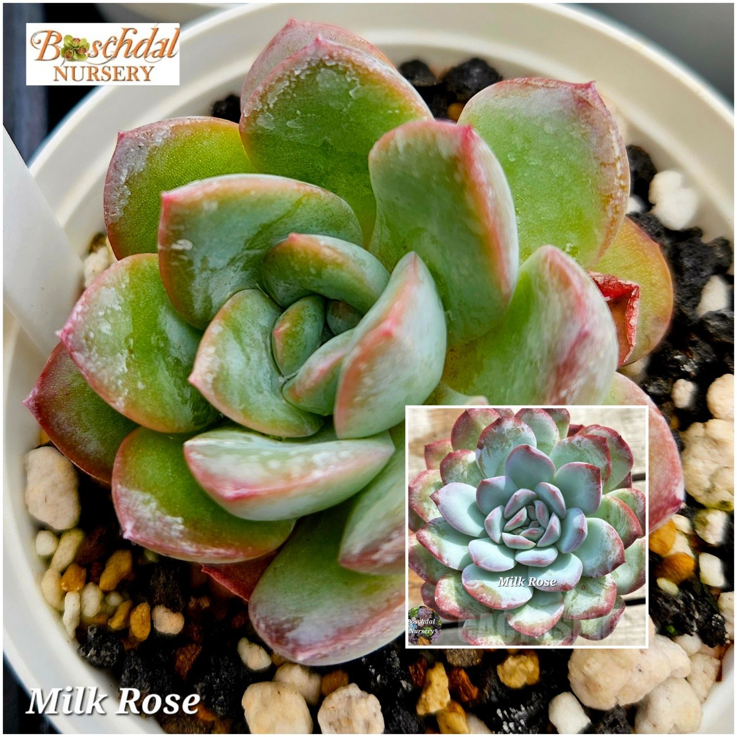 Echeveria Milk Rose Echeveria Milk Rose