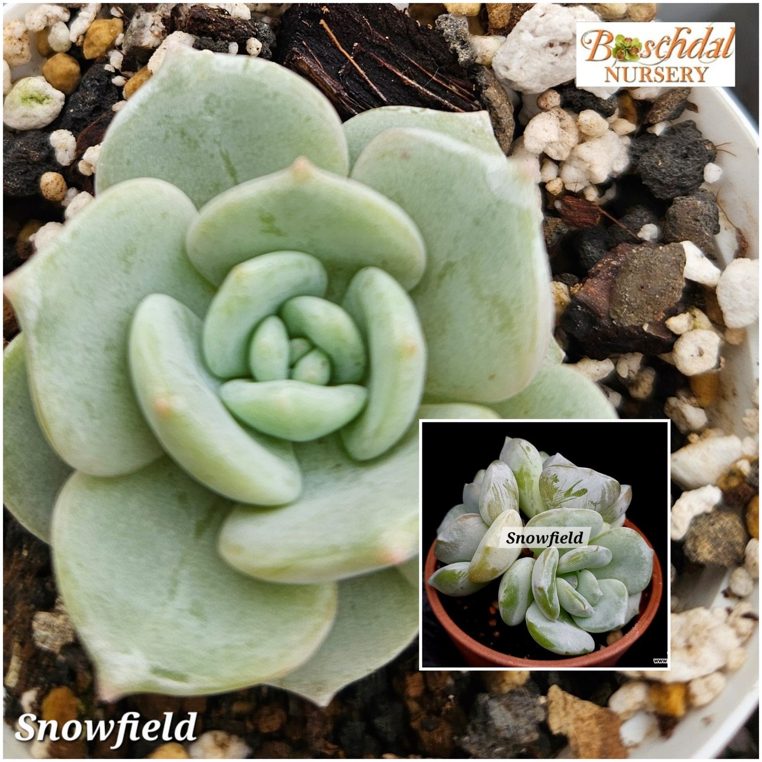 Echeveria Snowfield Echeveria Snowfield