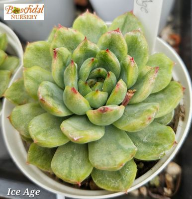 Echeveria Ice Age Echeveria Ice Age