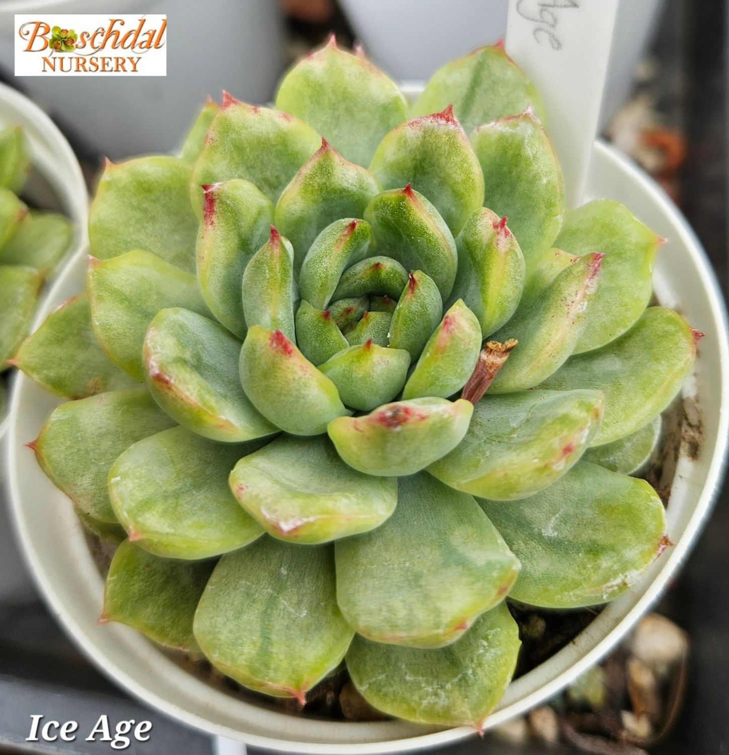 Echeveria Ice Age Echeveria Ice Age