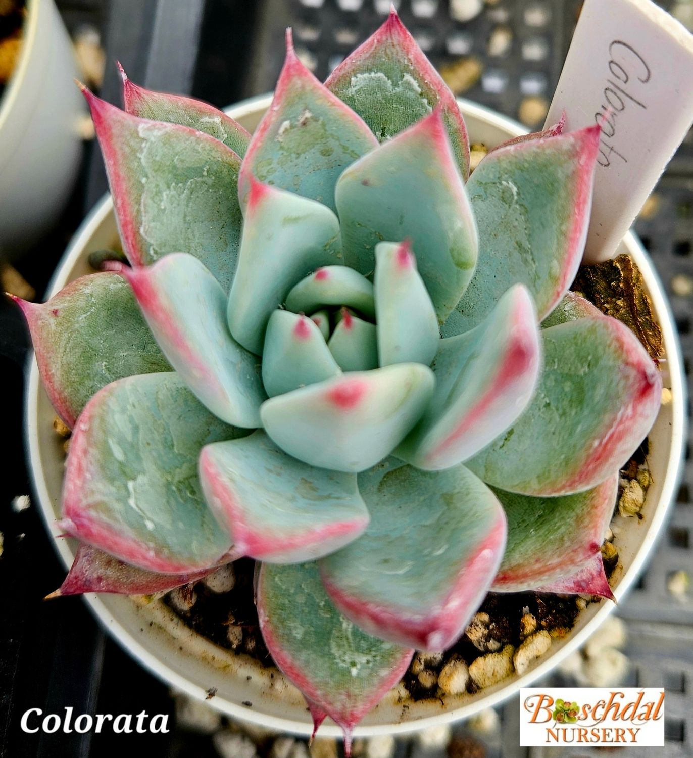 Echeveria Colorata Echeveria Colorata