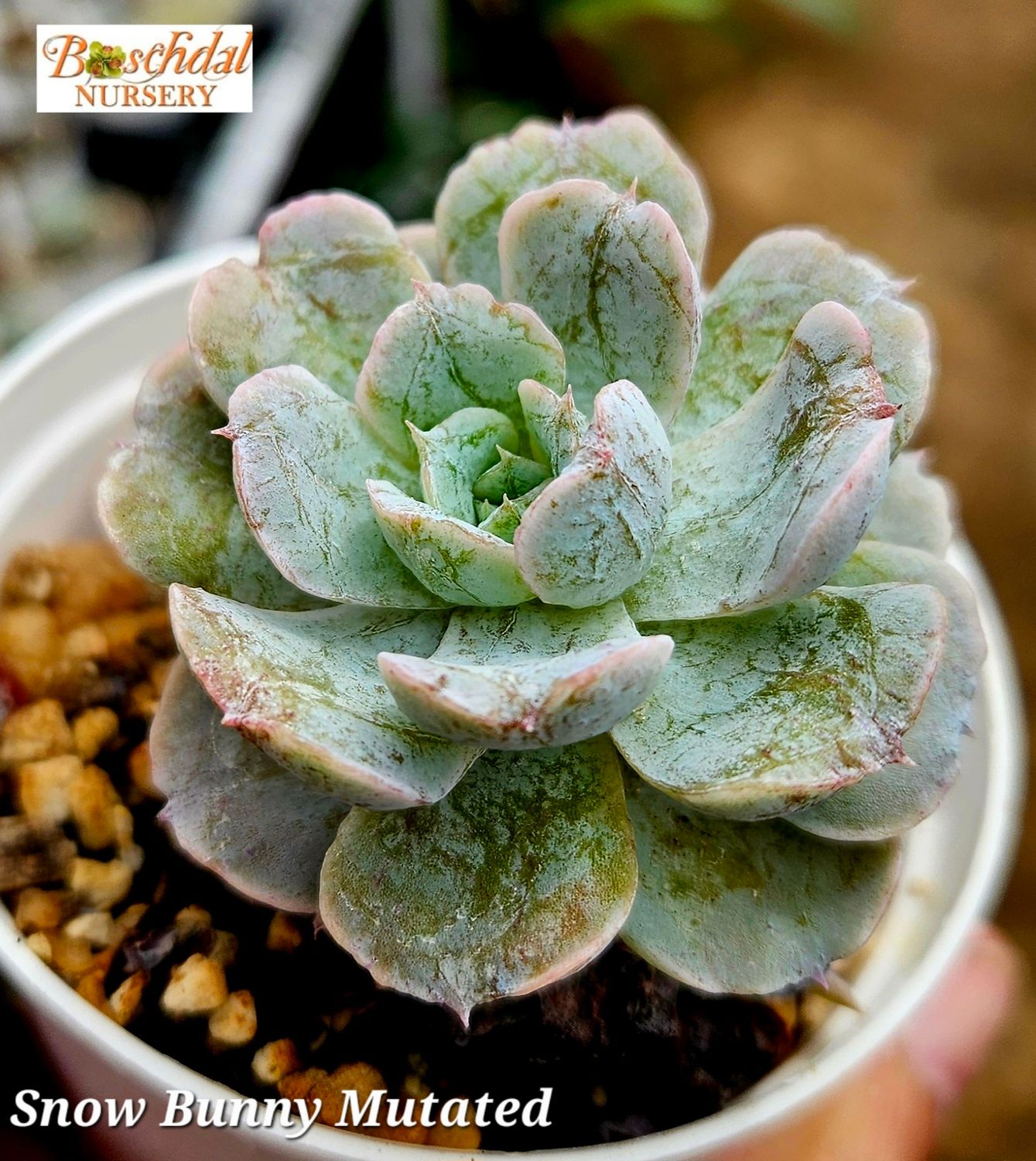 Echeveria Snowbunny Mutated Echeveria Snowbunny Mutated