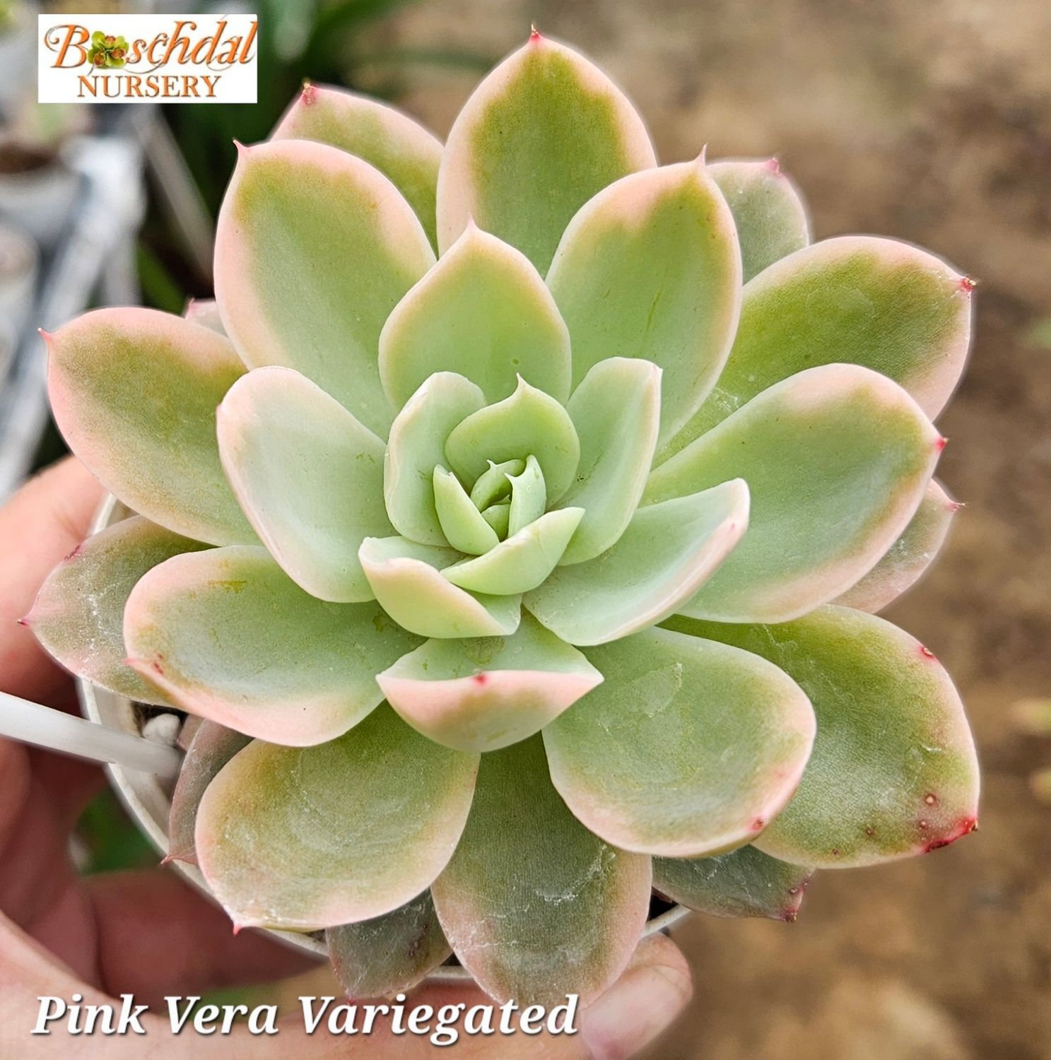 Echeveria Pink Vera Variegated Echeveria Pink Vera Variegated