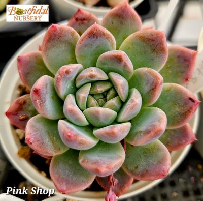 Echeveria Pink Shop