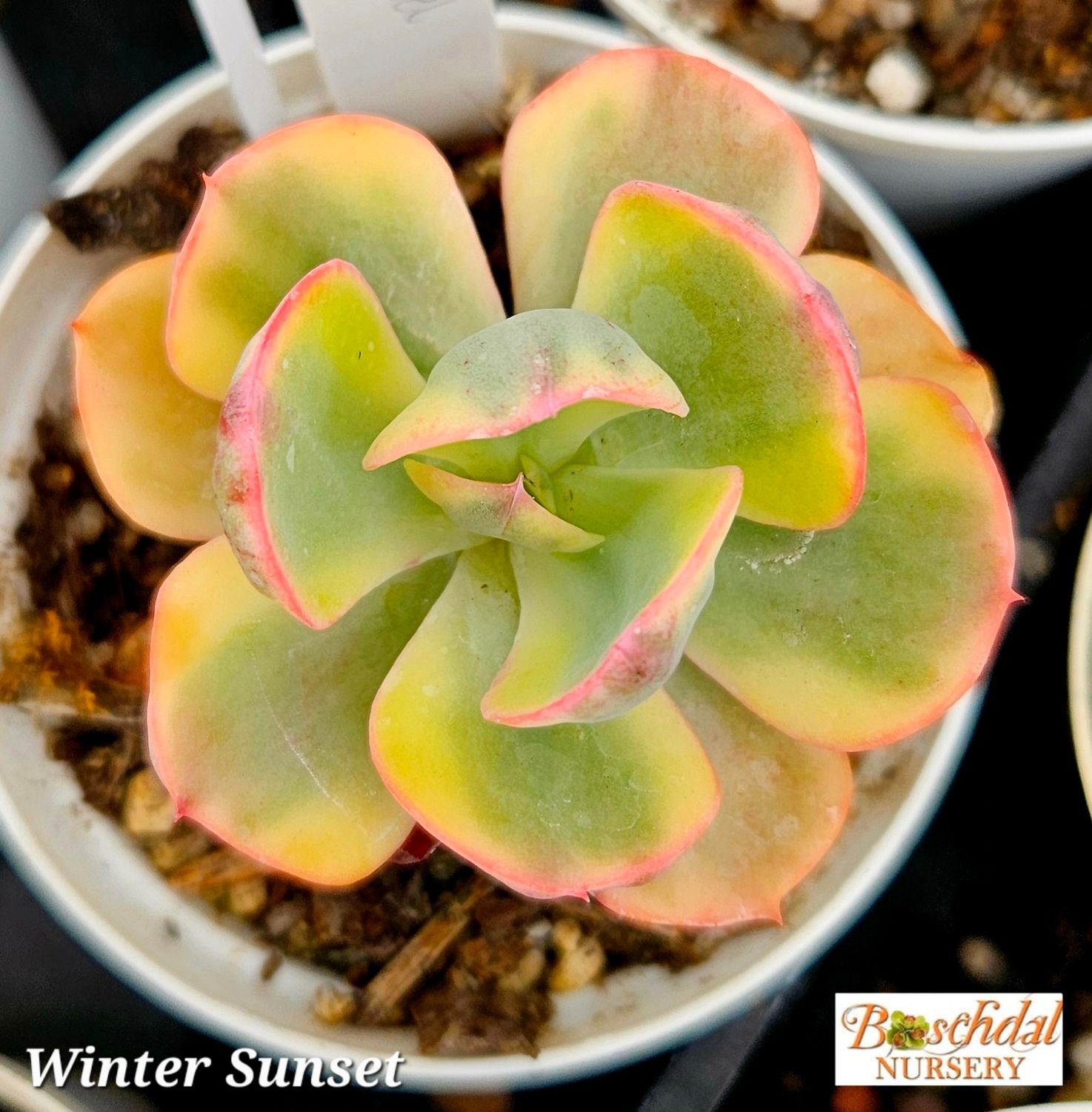 Echeveria Winter Sunset Echeveria Winter Sunset