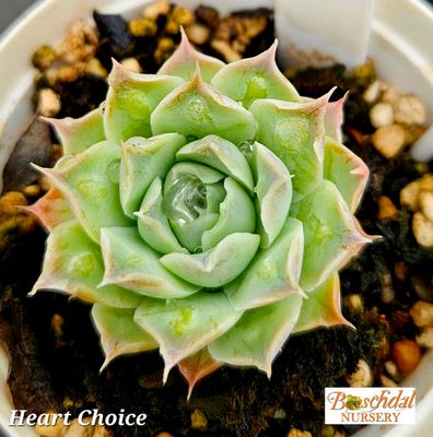 Echeveria Heart Choice Echeveria Heart Choice