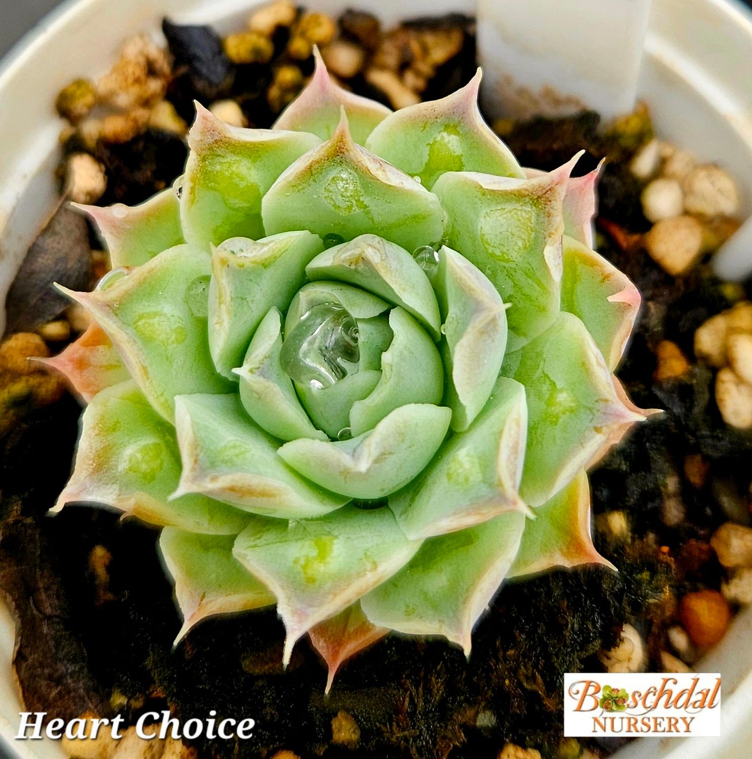Echeveria Heart Choice Echeveria Heart Choice