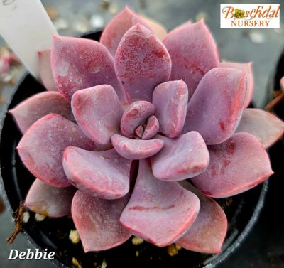 Graptoveria Debbie Graptoveria Debbie