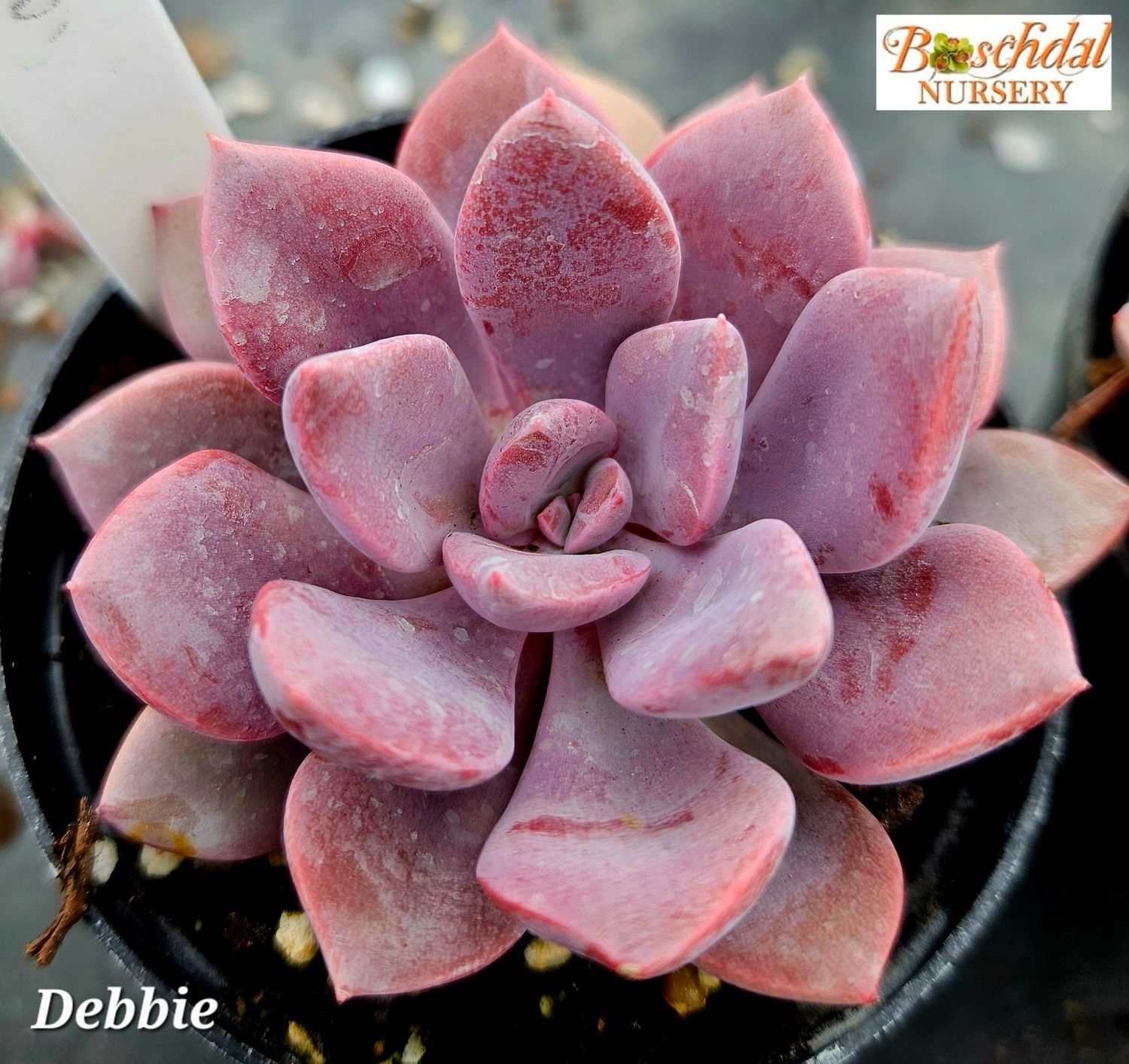Graptoveria Debbie