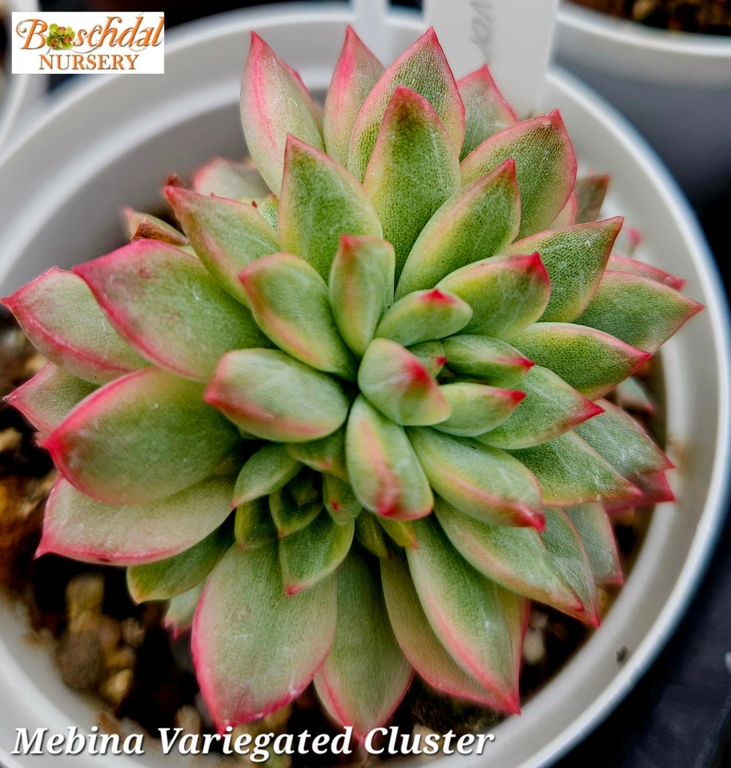 Echeveria Mebina Variegated Round Leaf Echeveria Mebina Variegated Round Leaf