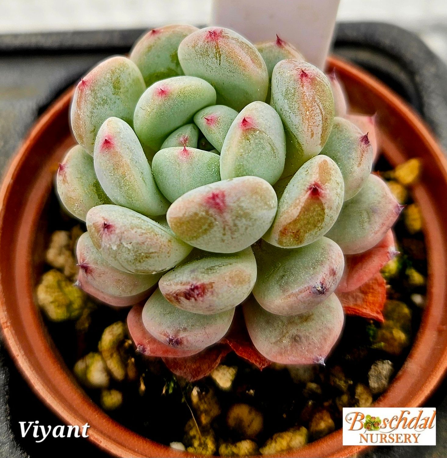 Echeveria Viyant Echeveria Viyant