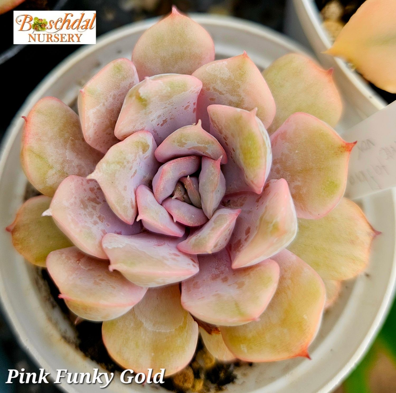 Echeveria Pink Funky Gold