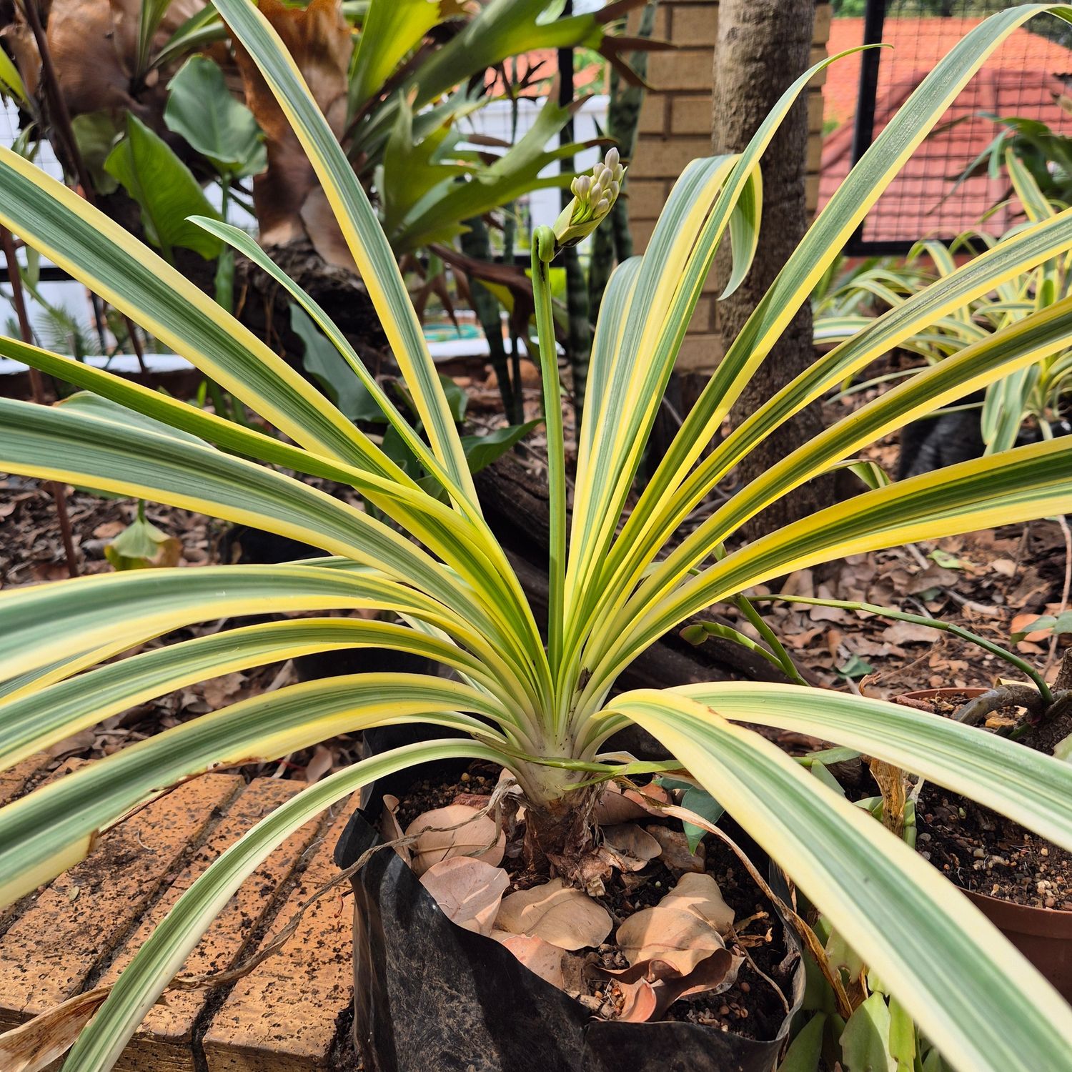 Agapantha variegated Agapantha variegated