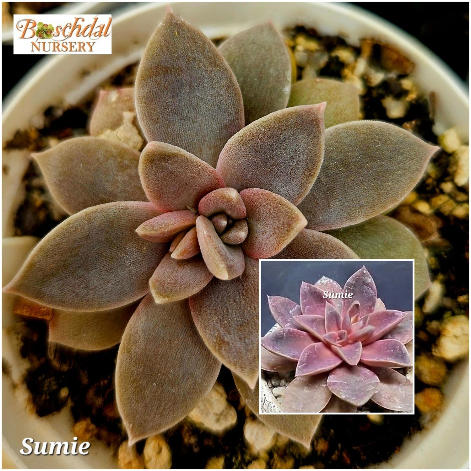 Echeveria Sumie Echeveria Sumie