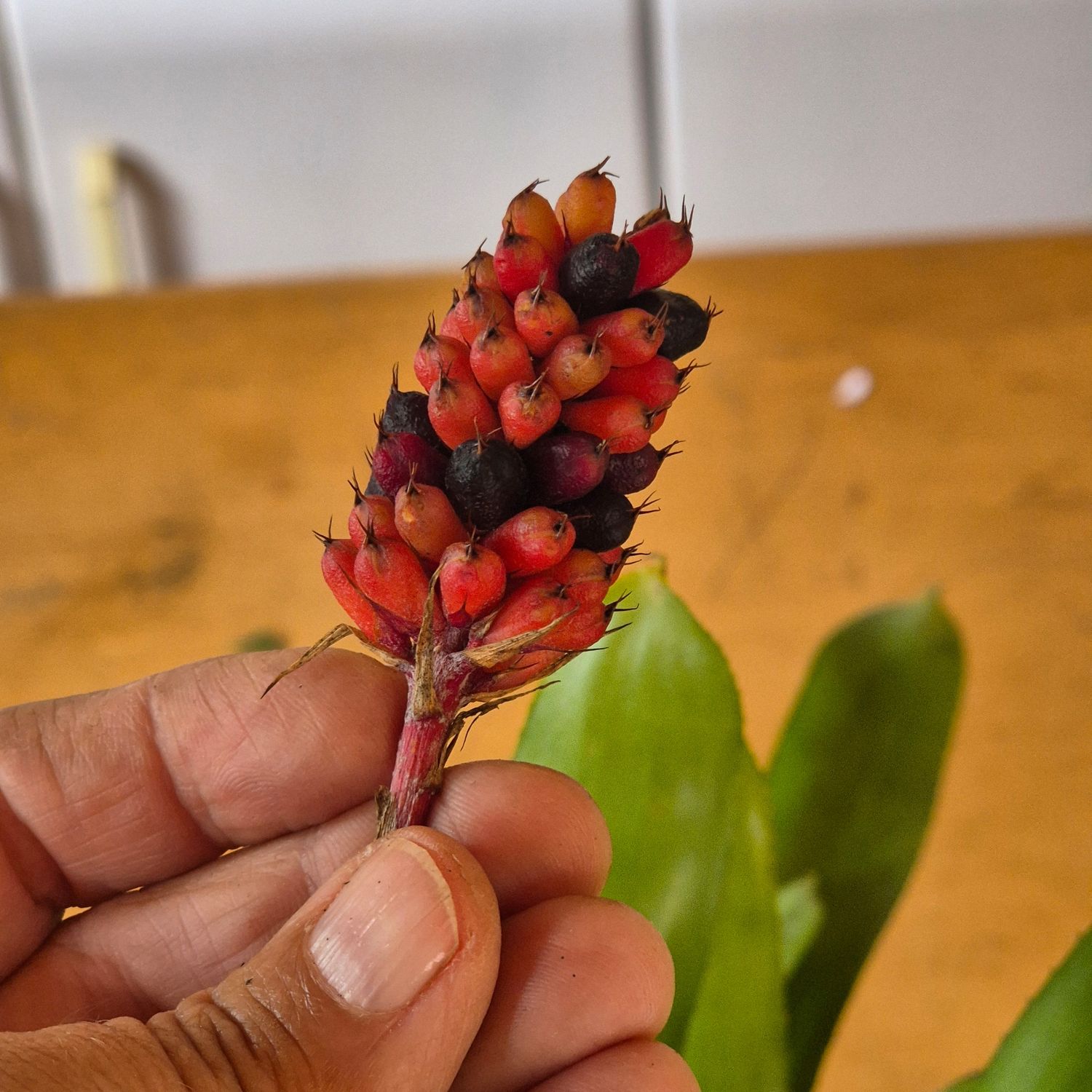 Aechmea Noid nr 1 Aechmea Noid nr 1