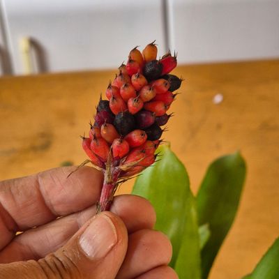 Aechmea Noid nr 1 Aechmea Noid nr 1