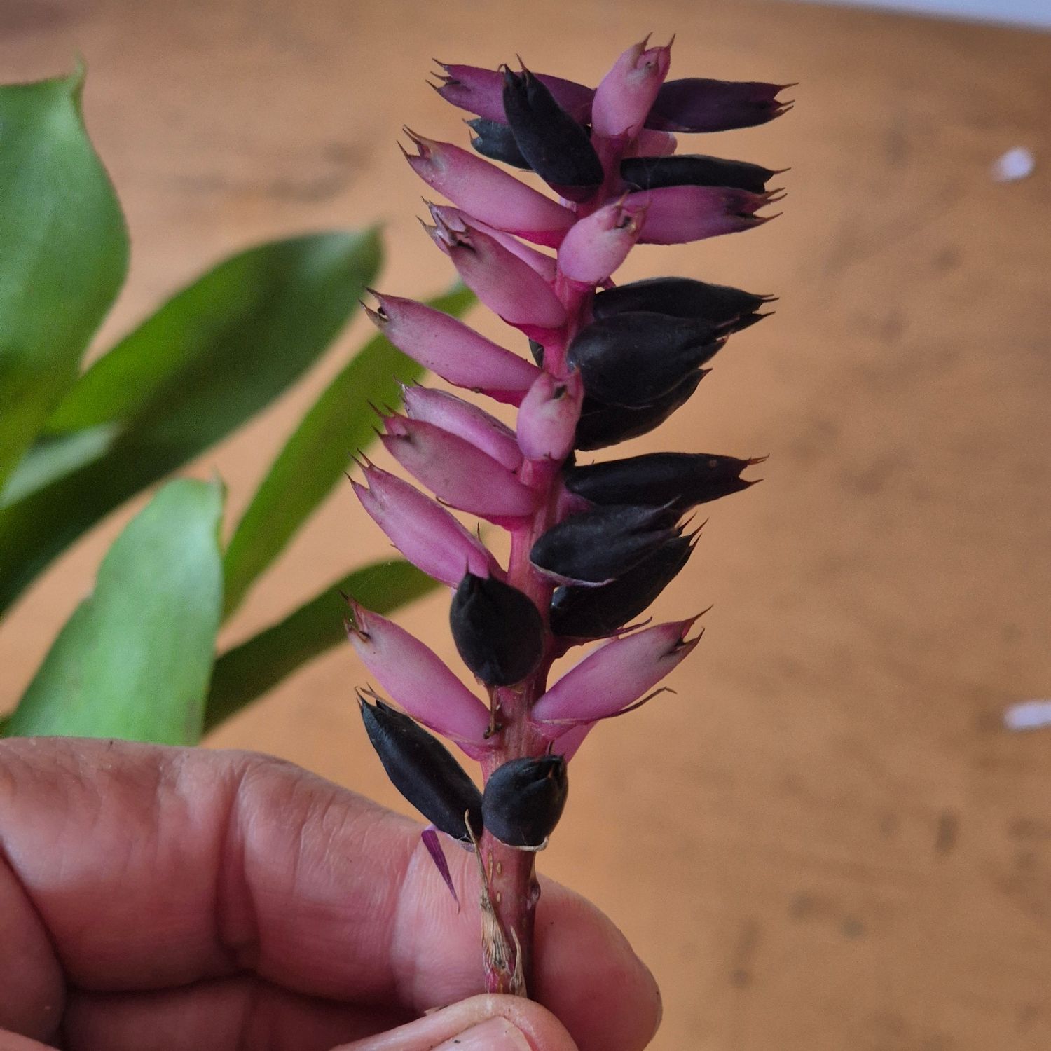 Aechmea noid nr 2 Aechmea noid nr 2