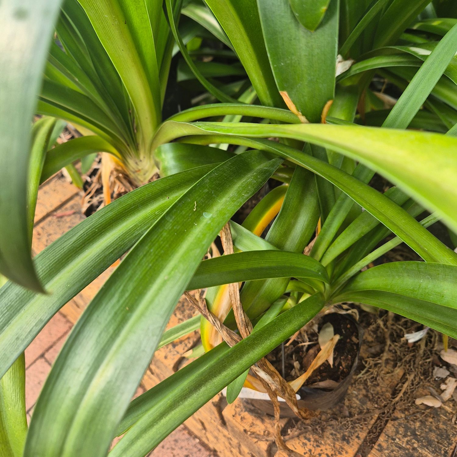 Agapanthus purple bells Agapanthus purple bells