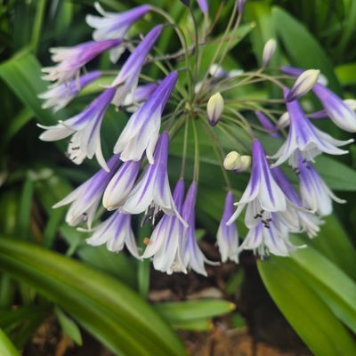Agapanthus purple bells