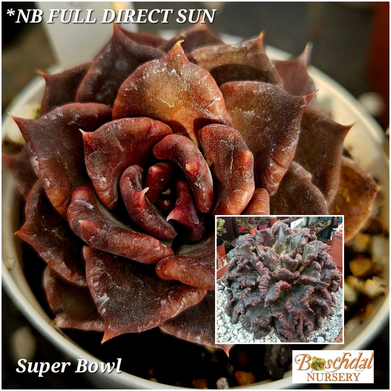 Echeveria Super Bowl Echeveria Super Bowl