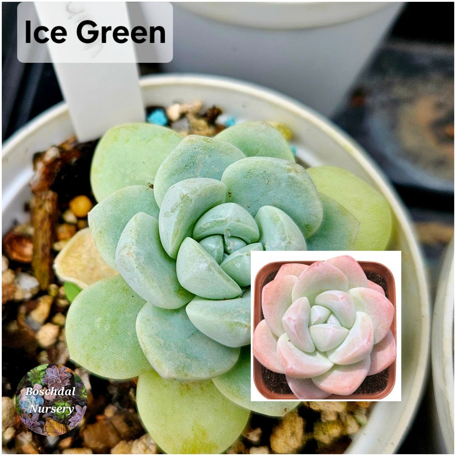Echeveria Ice Green Echeveria Ice Green