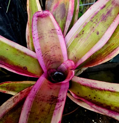 Neoregelia Coconut Ice T Neoregelia Coconut Ice T