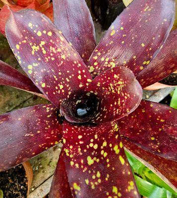 Neoregelia Sun Valley T Neoregelia Sun Valley T