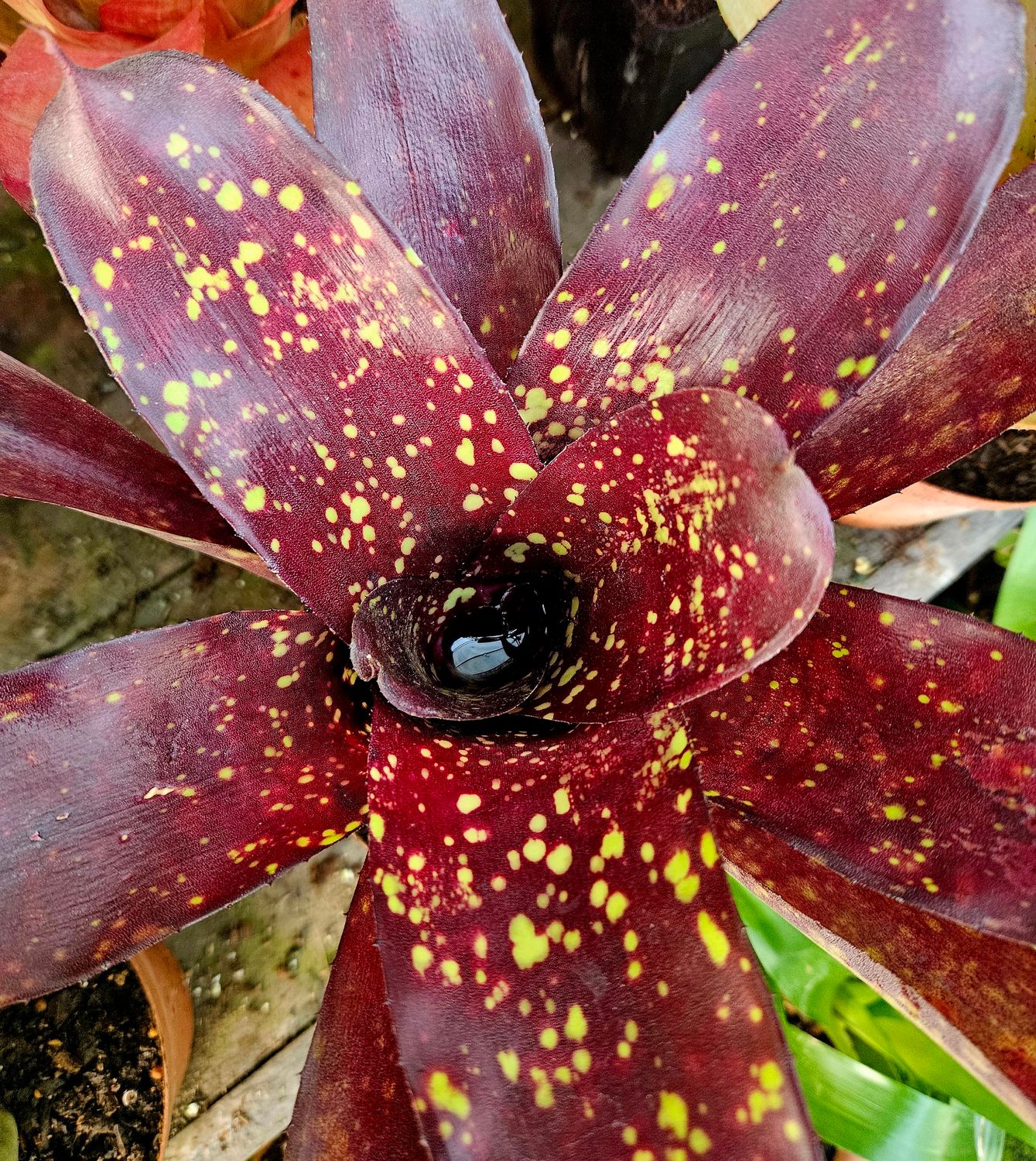 Neoregelia Sun Valley T Neoregelia Sun Valley T
