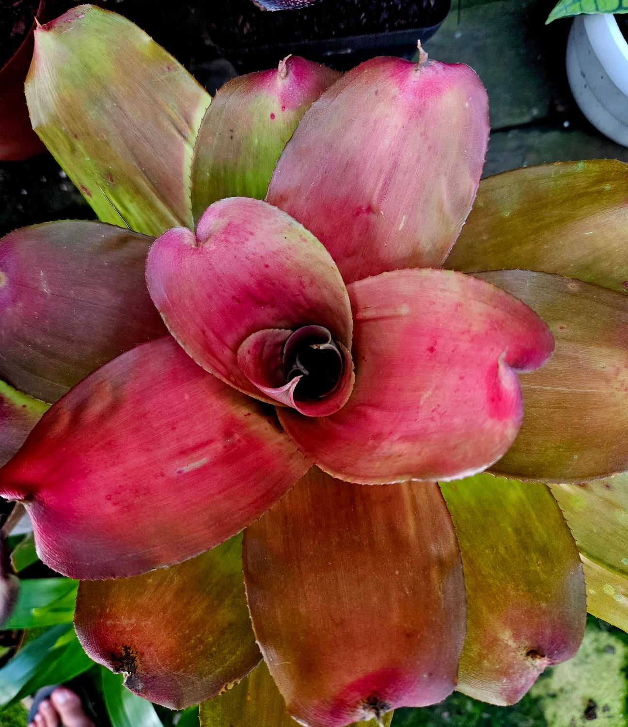 Neoregelia Debbie T Neoregelia Debbie T