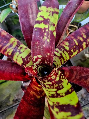 Neoregelia Guacamole T Neoregelia Guacamole T