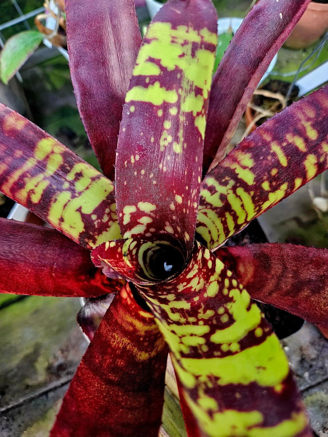 Neoregelia Guacamole T Neoregelia Guacamole T