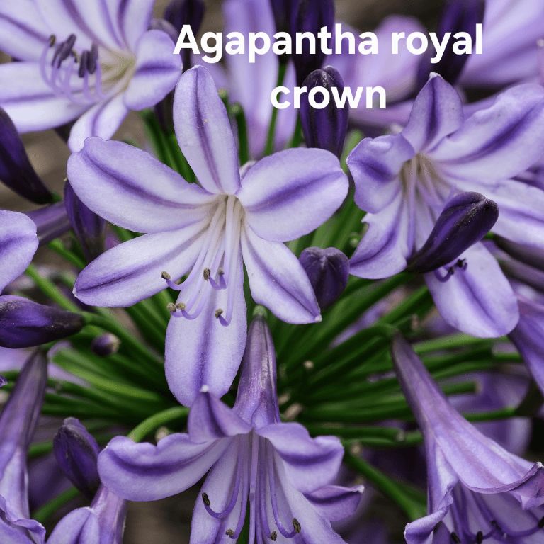 Agapanthus royal crown Agapanthus royal crown
