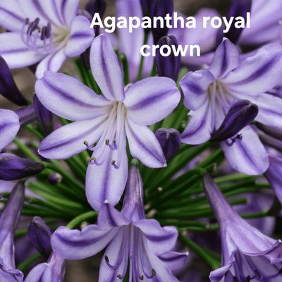 Agapanthus royal crown Agapanthus royal crown
