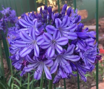 Agapanthus royal crown