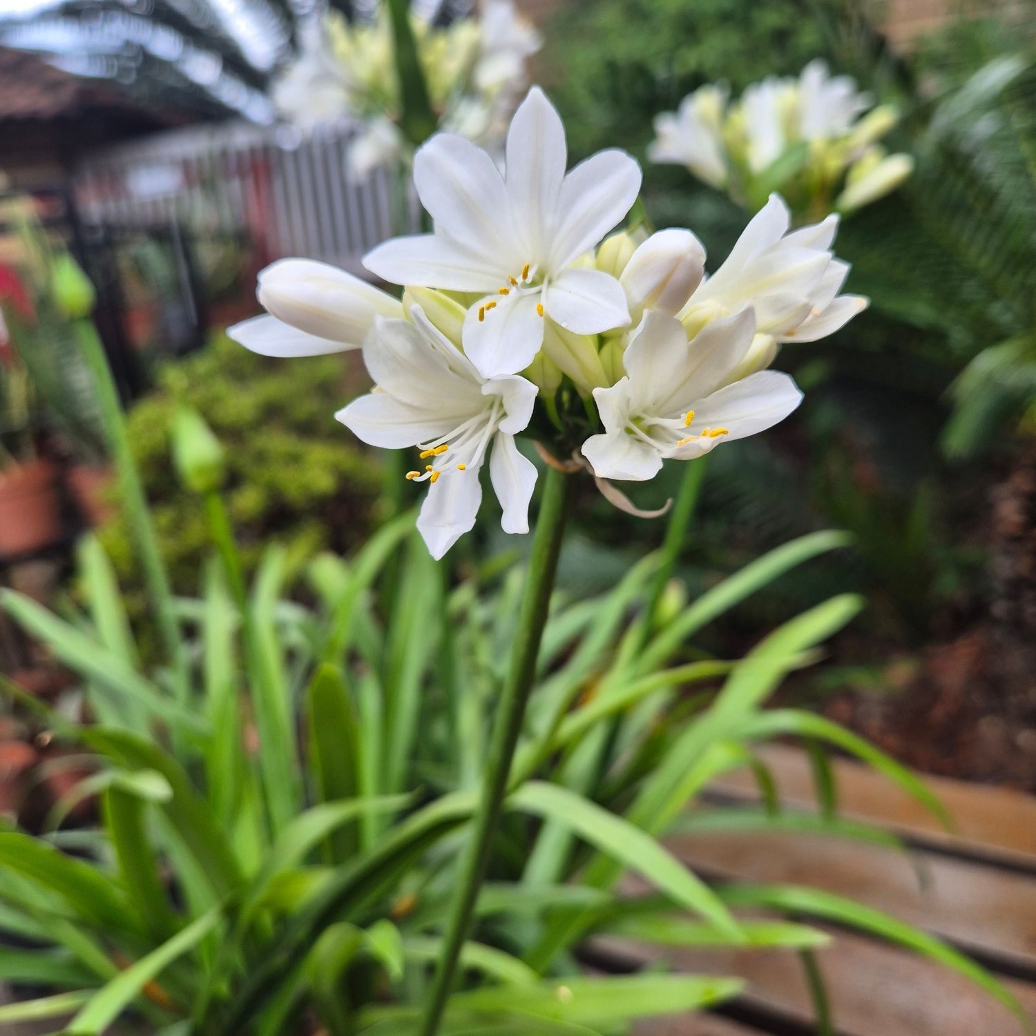 Agapanthus snow ripple Agapanthus snow ripple