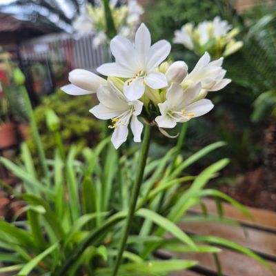 Agapanthus snow ripple Agapanthus snow ripple