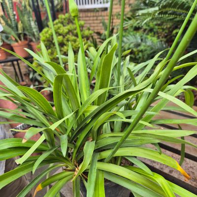 Agapanthus snow ripple