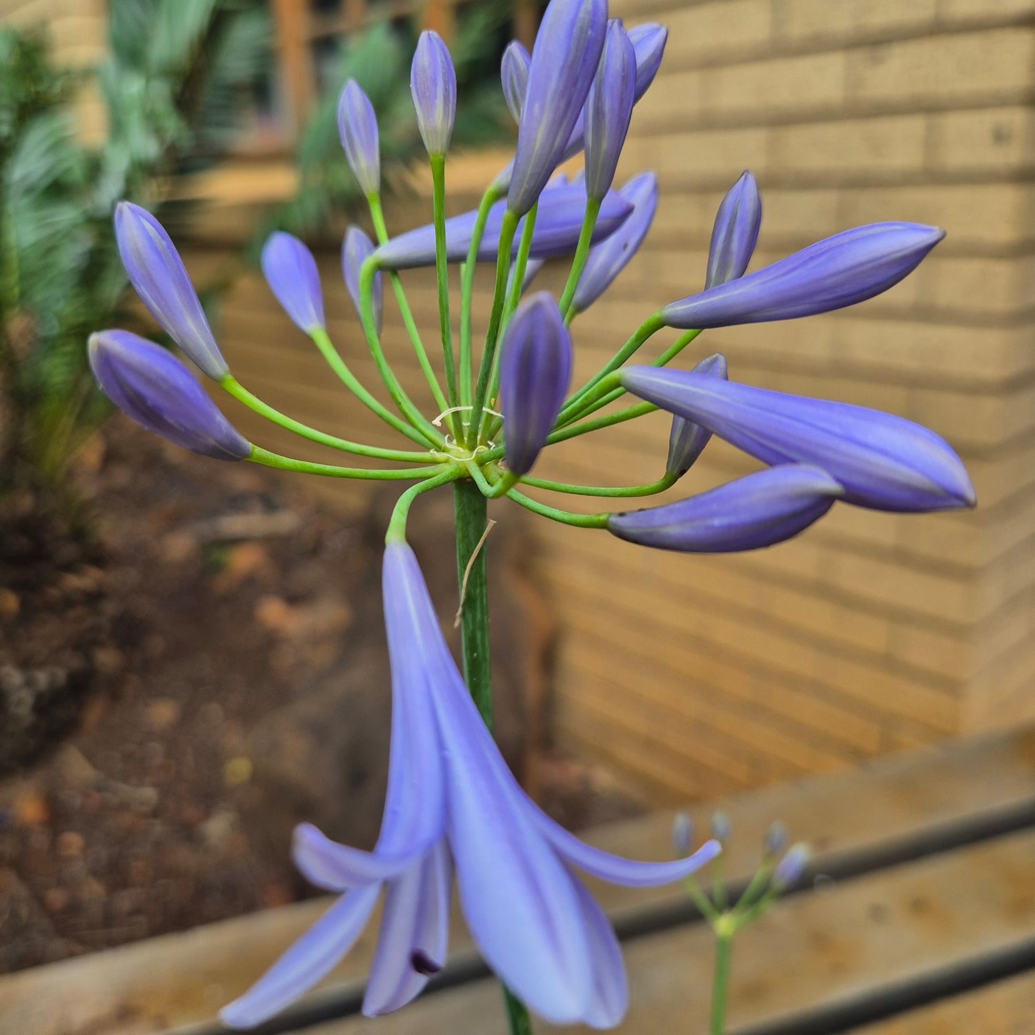 Agapanthus Nana blue Agapanthus Nana blue